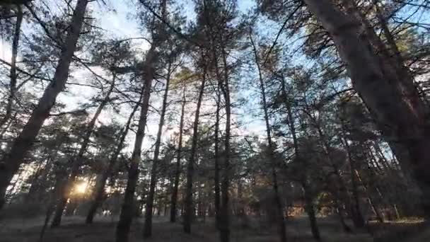 Kiefernwald Sonnenaufgang Und Sonnenuntergang Wald Hohe Bäume Sonne Durch Die — Stockvideo