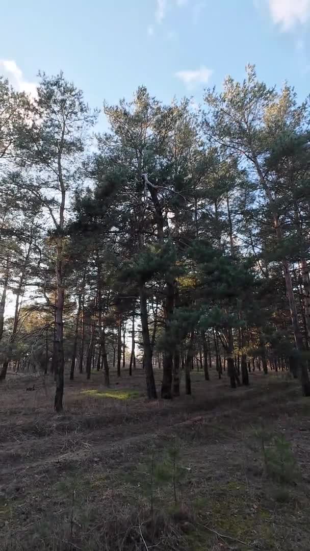 Сосновый Лес Рассвет Закат Лесу Высокие Деревья Солнце Сквозь Деревья — стоковое видео