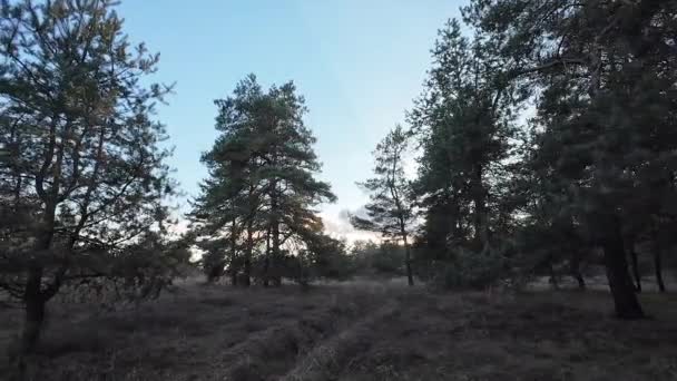 Сосновый Лес Рассвет Закат Лесу Высокие Деревья Солнце Сквозь Деревья — стоковое видео