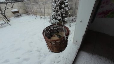 titmouse at the feeder. birds in winter. tits and sparrows. slow motion inversion. Hungry birds, Great tit or parus major, are pecking lard which hangs from branch in garden or backyard.