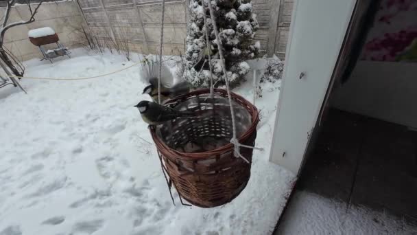 Titmouse Feeder Birds Winter Tits Sparrows Slow Motion Inversion Hungry — Vídeos de Stock