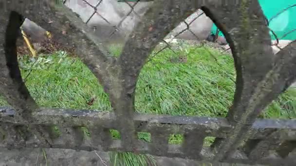 Iarbă Verde Gard Beton Iarba Din Spatele Gardului Pajiște Iarbă — Videoclip de stoc