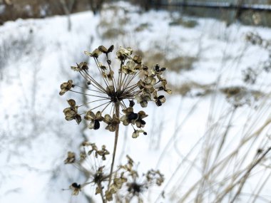 Beyaz karda kuru çimenler. Kışın beyaz kar ve çimen. Kahverengi kuru ot, rüzgarda sallanan sazlıklar kar ve yapraksız karanlık ağaçlar. Huysuz kış manzarası.