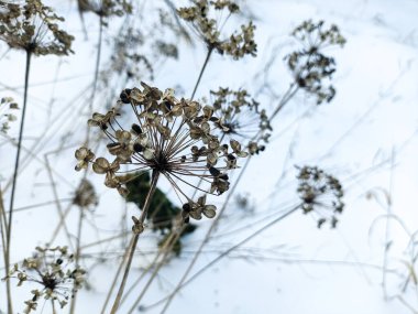 Beyaz karda kuru çimenler. Kışın beyaz kar ve çimen. Kahverengi kuru ot, rüzgarda sallanan sazlıklar kar ve yapraksız karanlık ağaçlar. Huysuz kış manzarası.