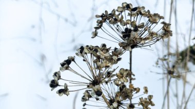 Beyaz karda kuru çimenler. Kışın beyaz kar ve çimen. Kahverengi kuru ot, rüzgarda sallanan sazlıklar kar ve yapraksız karanlık ağaçlar. Huysuz kış manzarası.