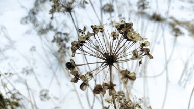 Beyaz karda kuru çimenler. Kışın beyaz kar ve çimen. Kahverengi kuru ot, rüzgarda sallanan sazlıklar kar ve yapraksız karanlık ağaçlar. Huysuz kış manzarası.