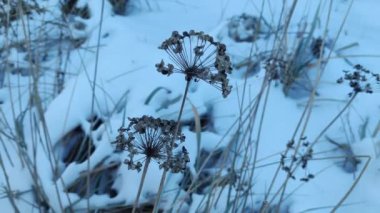 Beyaz karda kuru çimenler. Kışın beyaz kar ve çimen. Kahverengi kuru ot, rüzgarda sallanan sazlıklar kar ve yapraksız karanlık ağaçlar. Huysuz kış manzarası.