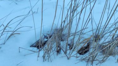Beyaz karda kuru çimenler. Kışın beyaz kar ve çimen. Kahverengi kuru ot, rüzgarda sallanan sazlıklar kar ve yapraksız karanlık ağaçlar. Huysuz kış manzarası.