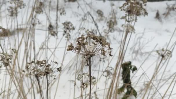 白雪上的干草 冬天白雪和青草 褐色的干枯的草地 在风中摇曳着的芦苇 背景是雪和没有叶子的黑暗的树 多愁善感的冬季风景 — 图库视频影像