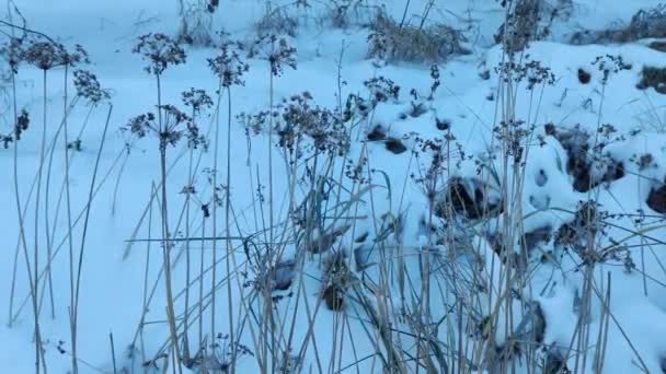 白い雪に乾燥した草 冬の白雪と草 ブラウンの乾いた草の耳 葉のない雪と暗い木の背景に対して風に揺れます ムーディーの冬の風景 — ストック動画
