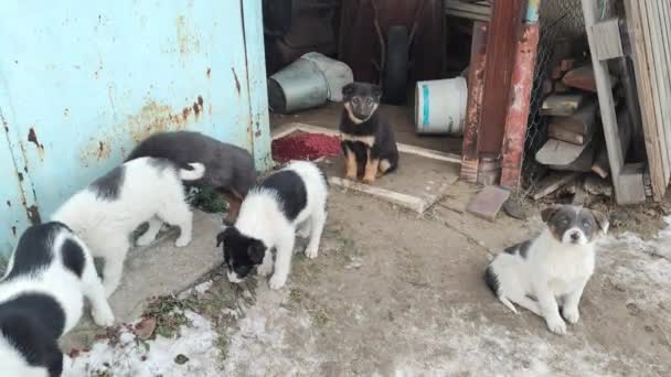 Cachorros Comem Comida Cachorros Sem Abrigo Filhotes Abandonados Comer Comida — Vídeo de Stock