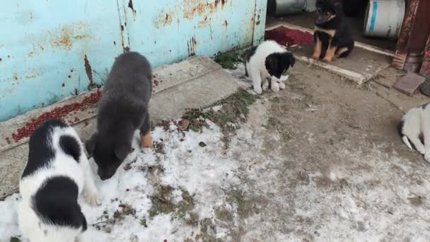 Los Cachorros Comen Comida Cachorros Sin Hogar Cachorros Abandonados Comiendo — Vídeo de stock