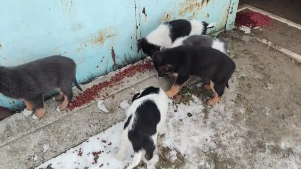 Cachorros Comem Comida Cachorros Sem Abrigo Filhotes Abandonados Comer Comida — Vídeo de Stock