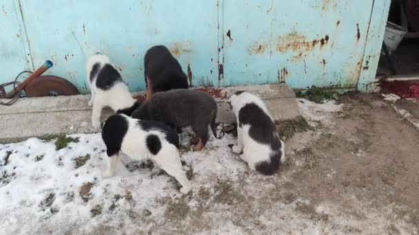 Los Cachorros Comen Comida Cachorros Sin Hogar Cachorros Abandonados Comiendo — Vídeo de stock