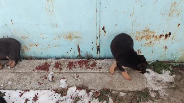 小狗吃东西 无家可归的小狗 被遗弃的小狗吃着食物 可爱的流浪狗 小狗落在街上了 一只无家可归的狗在冬天的垃圾堆里觅食 — 图库视频影像