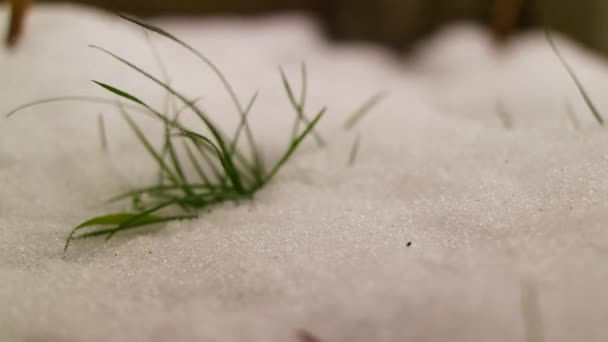雪の下から最初の緑の草 緑の草は春に溶ける雪の下から芽を出します 冬の小麦は雪の下に閉じ込められている 雪で覆われた小麦畑 雪の下で芝生する緑の草 — ストック動画