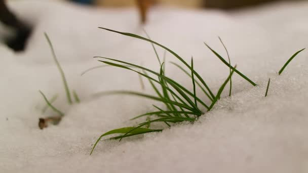 Pierwsza Zielona Trawa Spod Śniegu Zielona Trawa Wyrasta Spod Śniegu — Wideo stockowe