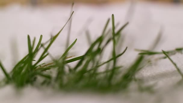 Det Första Gröna Gräset Snön Grönt Gräs Groddar Från Snön — Stockvideo