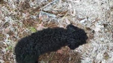 Büyük ve küçük bir köpek. İki siyah köpek. Küçük siyah bir kaniş. Siyah Teriyer. Kabarık surat..