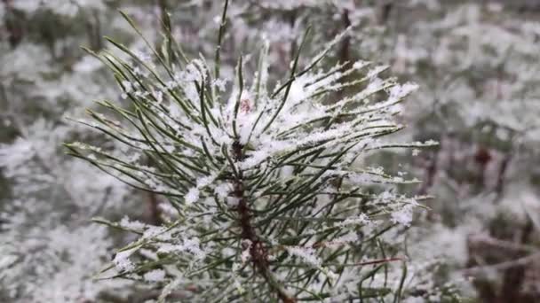 Neve Sugli Aghi Abete Rosso Pini Nella Neve Giovani Alberi — Video Stock