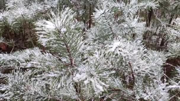 Sníh Smrkových Jehlách Borovice Sněhu Mladé Stromy Lese Sněhu Smrk — Stock video