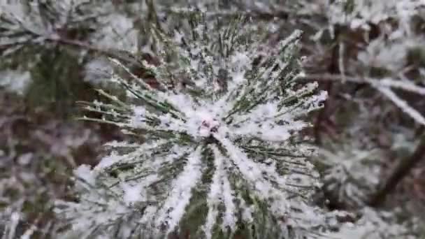 Neve Sugli Aghi Abete Rosso Pini Nella Neve Giovani Alberi — Video Stock