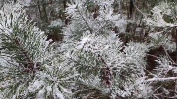 Sníh Smrkových Jehlách Borovice Sněhu Mladé Stromy Lese Sněhu Smrk — Stock video