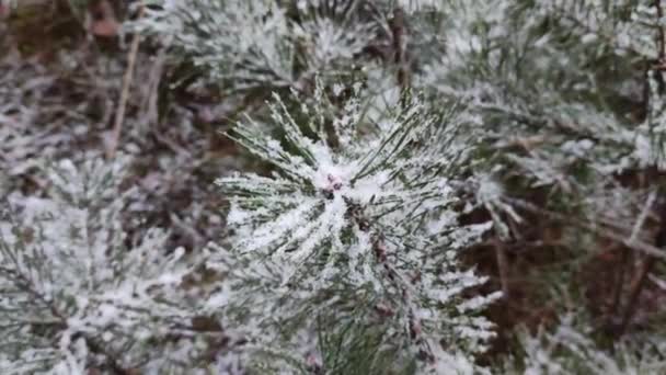 Śnieg Igłach Świerkowych Sosny Śniegu Młode Drzewa Lesie Śniegu Świerk — Wideo stockowe