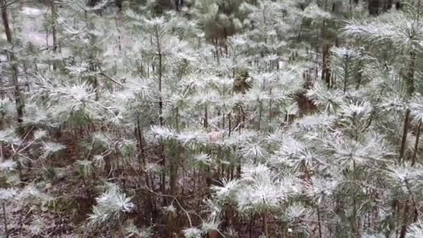 Neve Agulhas Abeto Pinheiros Neve Árvores Jovens Floresta Neve Spruce — Vídeo de Stock