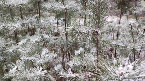 Χιόνι Βελόνες Έλατου Πεύκα Στο Χιόνι Νεαρά Δέντρα Στο Δάσος — Αρχείο Βίντεο