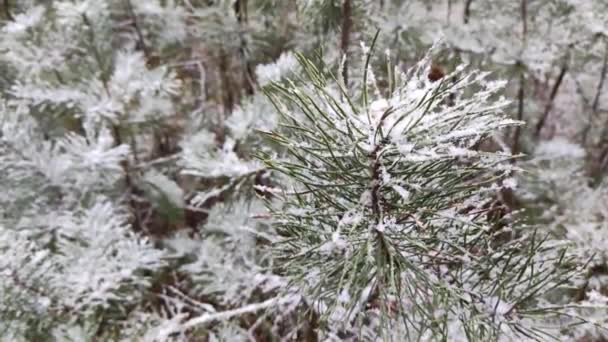 Nieve Agujas Abeto Pinos Nieve Árboles Jóvenes Bosque Nieve Abeto — Vídeos de Stock