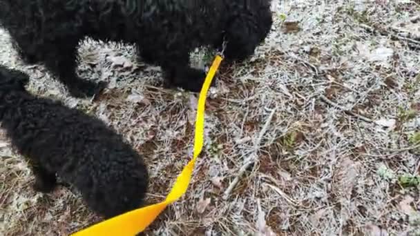 Perro Grande Pequeño Dos Perros Negros Pequeño Caniche Negro Terrier — Vídeos de Stock
