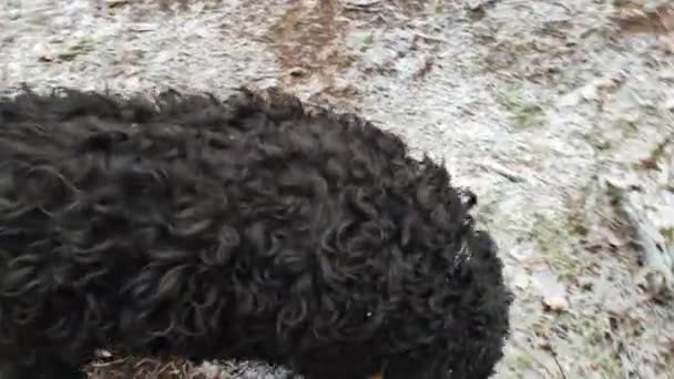 Perro Grande Pequeño Dos Perros Negros Pequeño Caniche Negro Terrier — Vídeo de stock