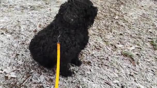 Duży Mały Pies Dwa Czarne Psy Mały Czarny Pudel Czarny — Wideo stockowe