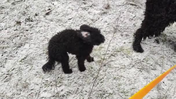 大きくて小さな犬でした 2匹のブラックドッグ 小さなブラックポッドル ブラック テリア シャギーフェイス — ストック動画
