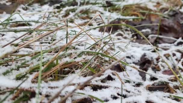 Weißer Schnee Auf Grünem Gras Trockenes Gras Unter Dem Schnee — Stockvideo
