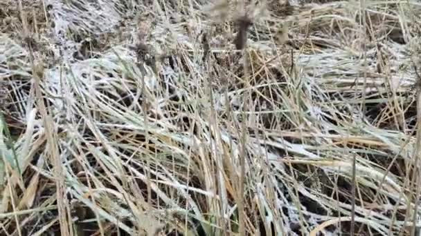 Biały Śnieg Zielonej Trawie Sucha Trawa Pod Śniegiem Trawa Pokryta — Wideo stockowe