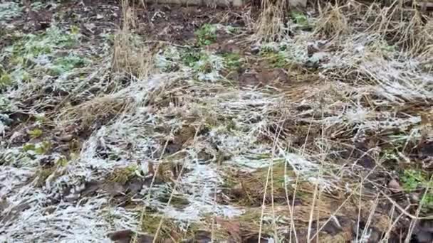 Biały Śnieg Zielonej Trawie Sucha Trawa Pod Śniegiem Trawa Pokryta — Wideo stockowe