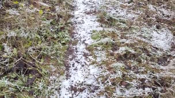 Nieve Blanca Sobre Hierba Verde Hierba Seca Bajo Nieve Hierba — Vídeos de Stock