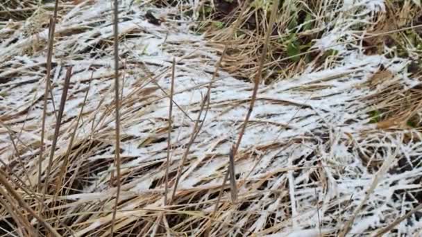 Weißer Schnee Auf Grünem Gras Trockenes Gras Unter Dem Schnee — Stockvideo