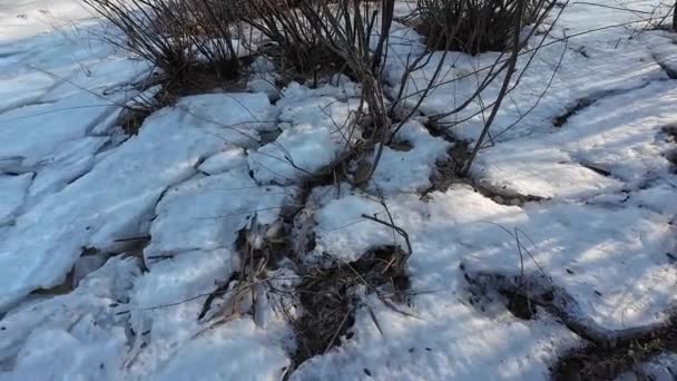 河里的冰 走在结冰的河上 一个人在冰雪中行走 危险的冰冰冷的水冰上的裂缝很深 有河流的冬季阳光普照的风景 冬日的河流和阳光 — 图库视频影像