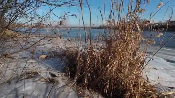 얼어붙은 걸어보세요 남자가 걸어갑니다 위험한 얼어붙는 얼음에 화창한 — 비디오