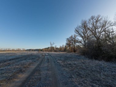 Donmuş orman. Ağaçların arasından şafak vakti. Bahar geliyor. Karlı orman manzarasının zaman aşımı. Ormanda hareket eden güneş ışığı. Yükselen güneş, köknar ağacının karla kaplı dallarını delip geçer..