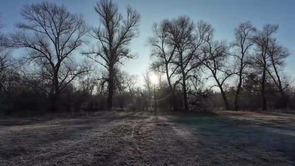 Forest Frost Dawn Trees Spring Coming Time Lapse Snowy Forest — Stock Video