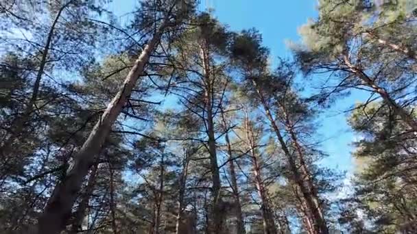 Caminar Bosque Pinos Pinos Altos Paisaje Forestal Sol Sombras Los — Vídeo de stock
