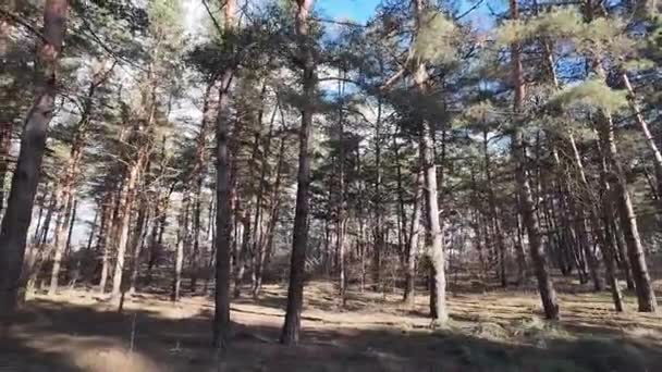 Caminar Bosque Pinos Pinos Altos Paisaje Forestal Sol Sombras Los — Vídeos de Stock