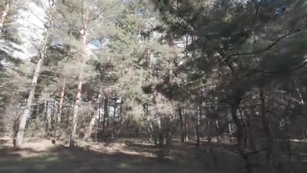 Wandelen Het Dennenbos Hoge Dennen Boslandschap Zon Schaduwen Van Bomen — Stockvideo