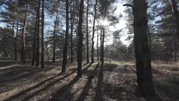 Περπατήστε Στο Πευκοδάσος Ψηλά Πεύκα Δασικό Τοπίο Ήλιος Και Σκιές — Αρχείο Βίντεο