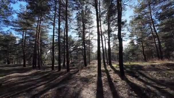 Procházka Borovým Lesem Vysoké Borovice Lesní Krajina Slunce Stíny Stromů — Stock video