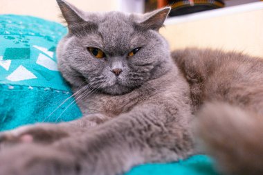 Gri İngiliz kedisi. Kedi uyudu. Güzel kedi gözleri ve ağızlık. Gri tüylü İngiliz Kedisinin Yatakta Uyuyan Bir Çocuğun Elleri. Yaklaş, ağızlık.,